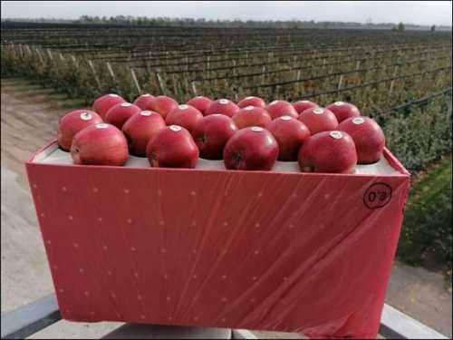 Українська компанія постачатиме яблука преміум-класу до Узбекистану - INFBusiness