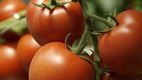 Виробникам довелось знизити ціни на помідори - INFBusiness