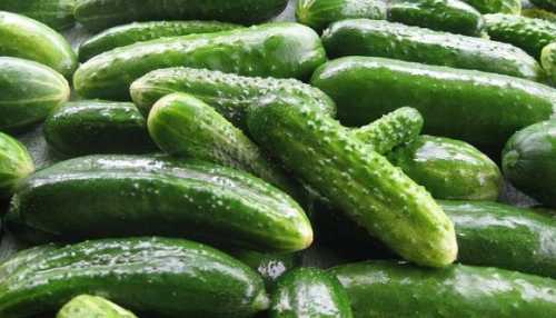 Аналітики прогнозують подальше зростання цін на огірки - INFBusiness