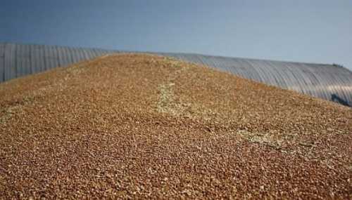 «Чорний» експорт зерна за 9 місяців 2023 року склав майже 134 млрд грн - INFBusiness