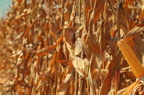 Половину вартості кукурудзи віддають за доставку до портів: як «заробляють» фермери Чернігівщини - INFBusiness