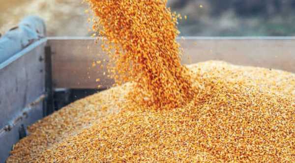 Світові ціни на кукурудзу знижуються, а в Україні — ростуть - INFBusiness
