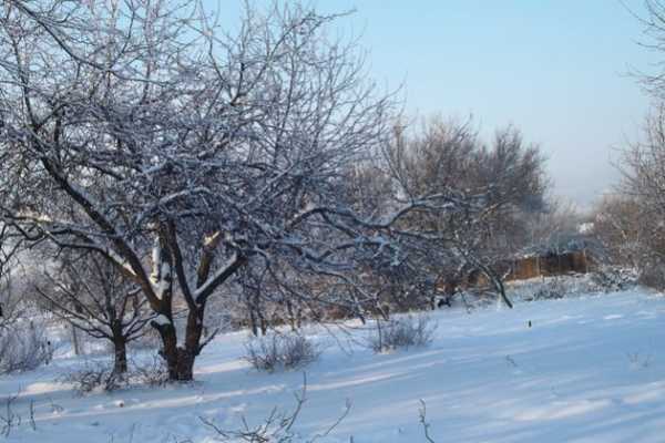 Плодовые деревья: снег рыхлить или отаптывать? - INFBusiness