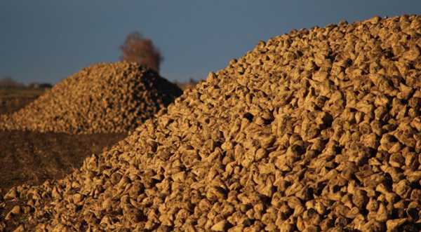 На Вінниччині переробили майже 2 млн тонн цукрових буряків - INFBusiness