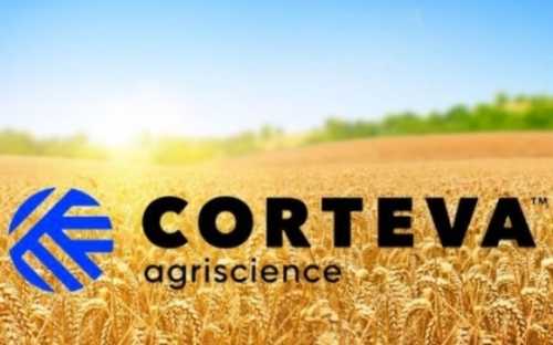 Українські фермери частіше віддають перевагу озимому ріпаку від Corteva Agriscience - INFBusiness