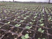 Технологія вирощування броколі у розсадний спосіб - INFBusiness
