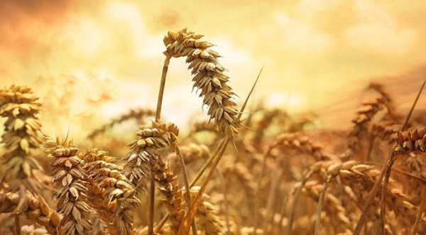 На українську пшеницю чергова хвиля попиту з боку азійських країн - INFBusiness
