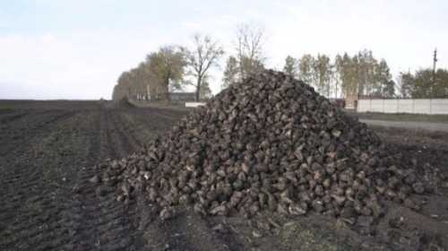 Через посуху на Вінниччині зменшилась врожайність цукрового буряку - INFBusiness