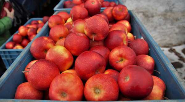Яблука в Україні дешевшають - INFBusiness