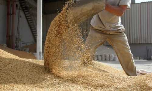 Україна має обмежити вивезення зернових, – депутат - INFBusiness