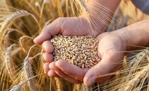 Атаки росії можуть призвести до дефіциту пшениці навіть на внутрішньому ринку України, – ООН - INFBusiness
