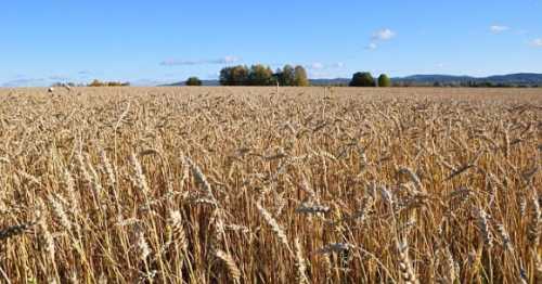 Виробництво пшениці на тимчасово окупованих територіях значно скоротилось - INFBusiness