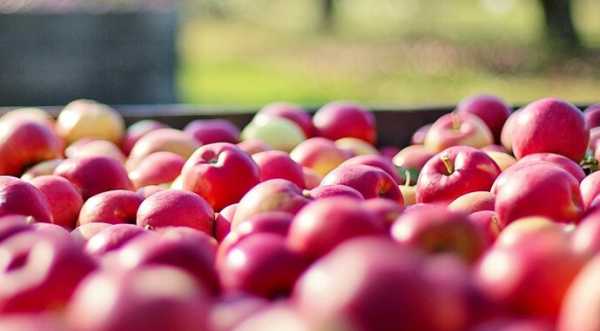 USDA прогнозує збільшення споживання яблук в Україні - INFBusiness