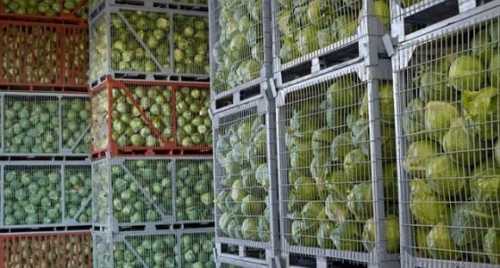Для зберігання врожаю Україні не вистачає принаймі 150 овочесховищ - INFBusiness