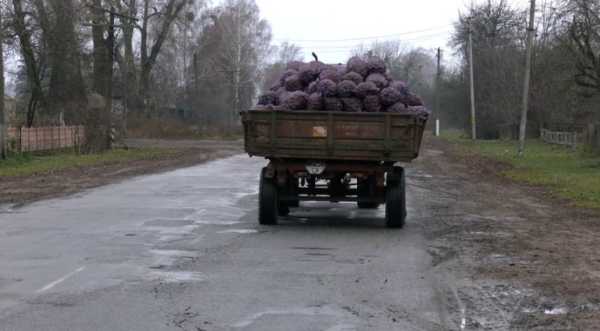 Картоплю на Чернігівщині скуповують за найвищою за останні 10 років ціною - INFBusiness