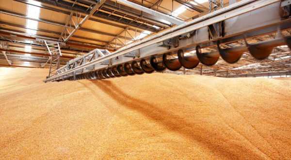 Прогноз урожаю зернових в Україні знову підвищили - INFBusiness