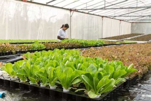 З початку року фермери отримали на розвиток садів і теплиць понад 556 млн грн - INFBusiness