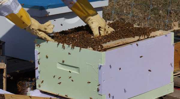 Вінницьким бджолярам збільшили фінансову підтримку - INFBusiness
