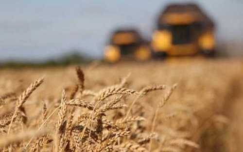 Окупанти планують зібрати на окупованій частині Херсонщини 1,5 млн т зерна - INFBusiness