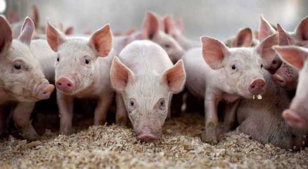 Переробники бачать на ринку свинини передвісників зниження цін - INFBusiness