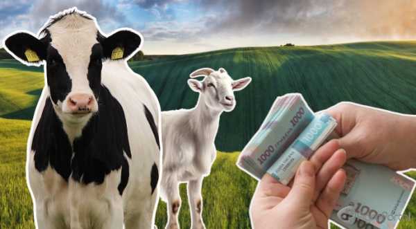 Бюджетні дотації на землю та худобу збільшили - INFBusiness