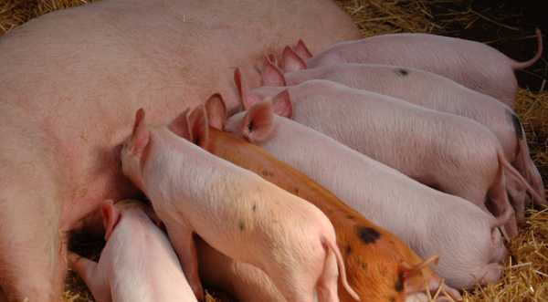 Закупівельні ціни на свинину падають другий тиждень поспіль - INFBusiness