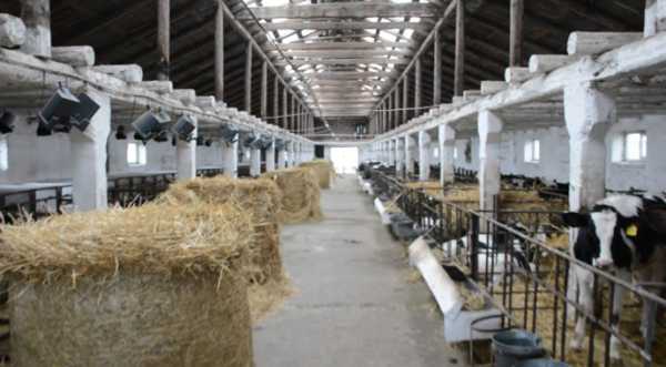 Фермеру, який тримає 50 корів, нереально конкурувати з компанією на тисячі голів ВРХ - INFBusiness