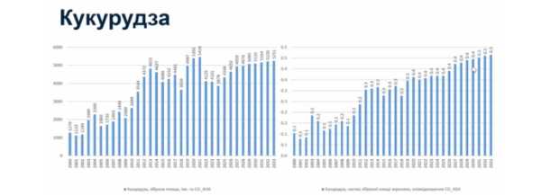 Площі під кукурудзою в Україні зростатимуть - INFBusiness