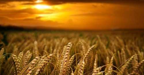 УЗА прогнозує зменшення врожаю зернових та олійних у 2024 році - INFBusiness