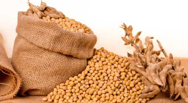 Виробники сої без ГМО знову можуть отримати компенсацію за насіння - INFBusiness