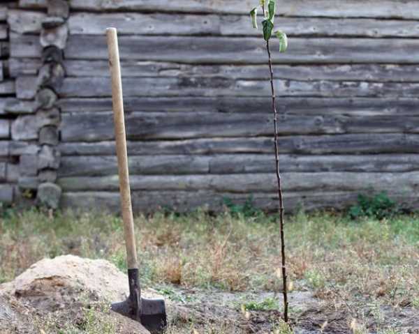 Можно ли ускорить вступление плодовых деревьев в плодоношение? - INFBusiness