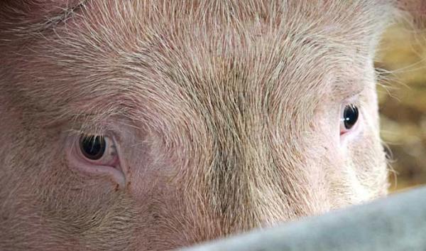 Передвеликодньої активності на ринку свинини наразі не спостерігається - INFBusiness