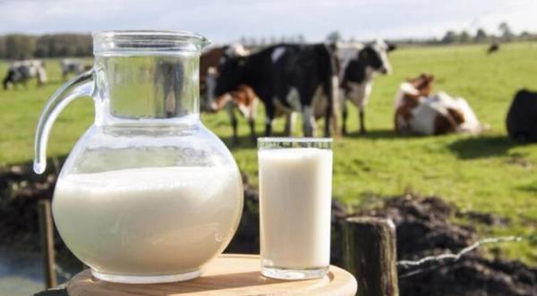 Молочна сировина дешевшає - INFBusiness