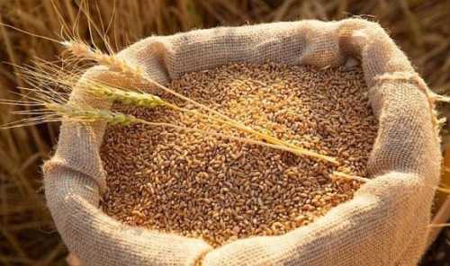 Україна до червня експортує всі перехідні залишки зернових, – Денис Марчук - INFBusiness