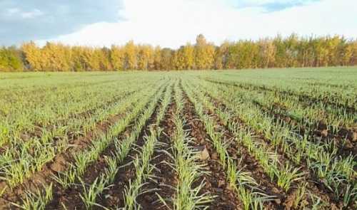 Погодні умови у квітні сприяли розвитку озимих та ранніх посівів ярих культур, – Укргідрометеоцентр - INFBusiness