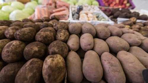 Виробники змушені знижувати ціни на картоплю - INFBusiness