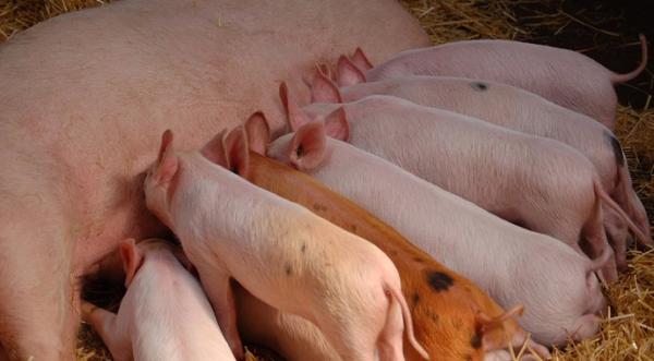 Ціни на свинину повернулись до зростання - INFBusiness