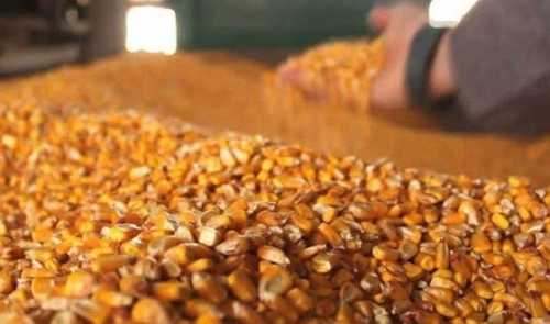 USAID AГРО опублікував перелік отримувачів насіння кукурудзи - INFBusiness