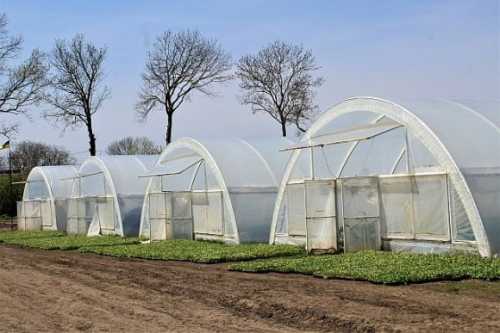 «Поділля Овочі» за два роки відкрили 42 теплиці - INFBusiness