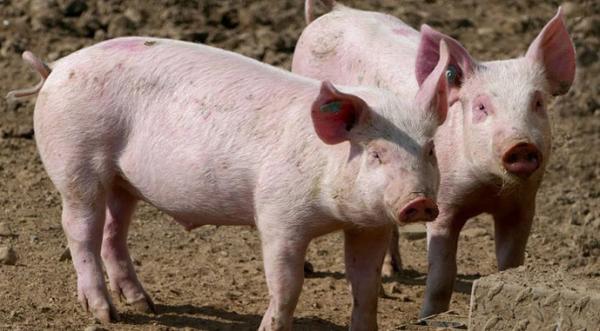 На ринку свинини очікується подальше підвищення цін - INFBusiness