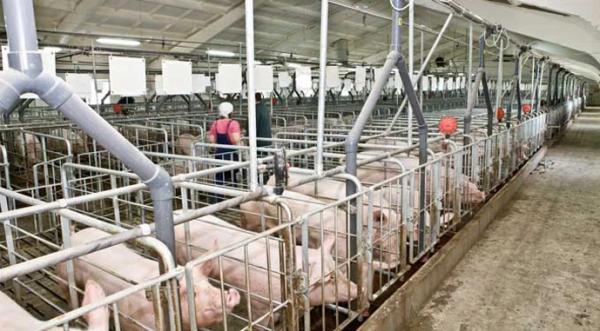 Буковина збільшила поголів'я свиней на 20% - INFBusiness