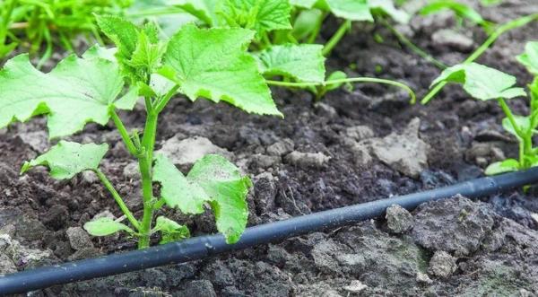 Заморозки призвели до втрати овочевих плантацій у деяких регіонах України - INFBusiness