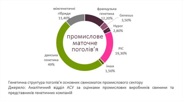 Названо найпопулярнішу серед свиногосподарств України генетику - INFBusiness