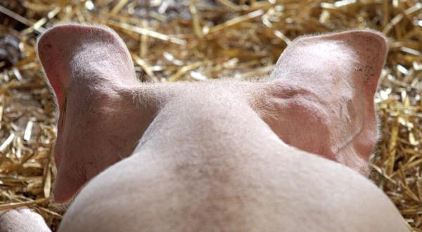 Зниження закупівельних цін на ринку свинини триває - INFBusiness