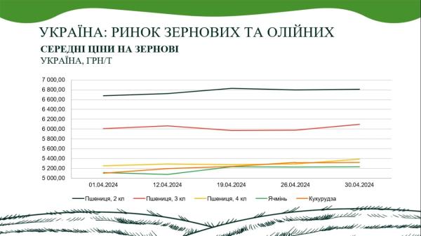 Кукурудза лідирує за ростом цін серед зернових культур - INFBusiness