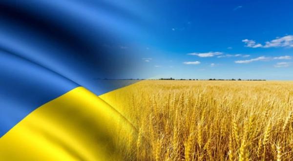 Урожайність зернових культур за час незалежності України зросла удвічі - INFBusiness