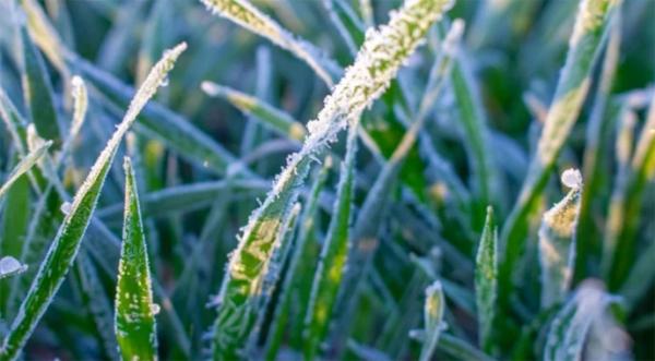Синоптики прогнозують заморозки на ґрунті у ніч перед Великоднем - INFBusiness