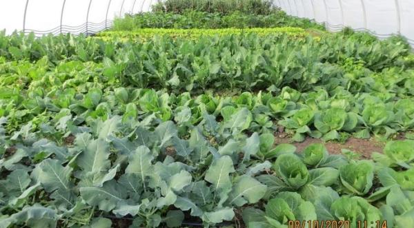 В українських теплицях виростили майже 260 тис. т овочів та зелені - INFBusiness