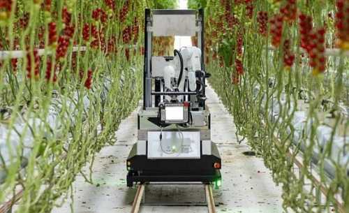На ринок виходить автоматизований робот для збирання томатів черрі в теплицях