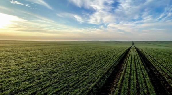 Українські аграрії цьогоріч пересівали 2-3% озимих - INFBusiness